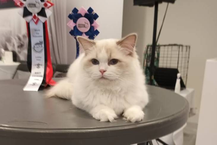 Diamond Cat Expo 2025! Η απόλυτη γιορτή για τη&nbsp;γάτα