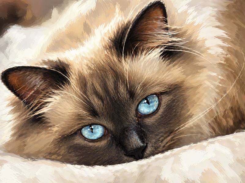 5 Common Cat Feeding Mistakes Every Owner Makes (And How to Avoid&nbsp;Them)