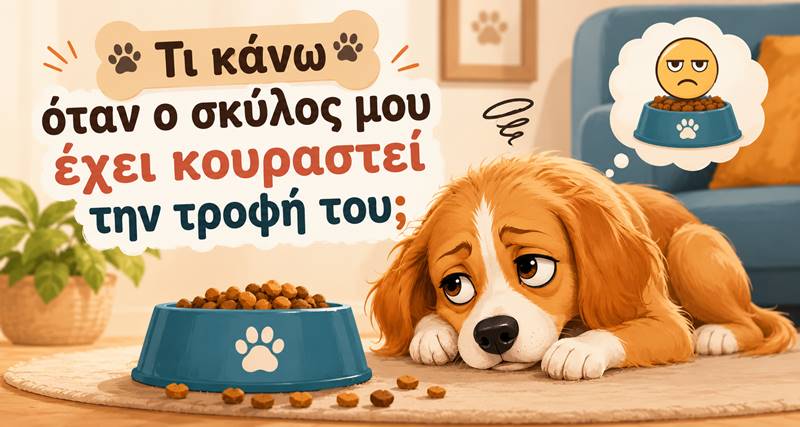 Ο σκύλος μου έχει κουραστεί την τροφή του: Τι μπορώ να&nbsp;κάνω;