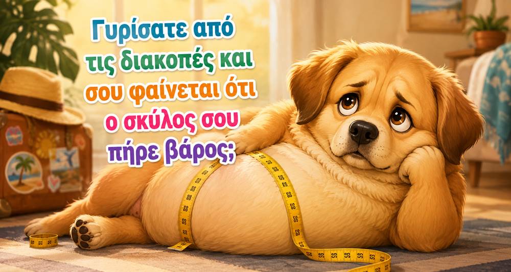 Ο σκύλος μου πήρε βάρος στις διακοπές – Να μειώσω την τροφή του;