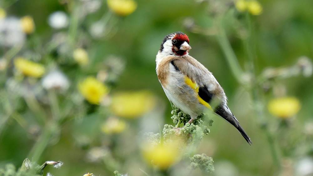 Can Goldfinches Eat Fruit and Vegetables? What Is&nbsp;Safe?