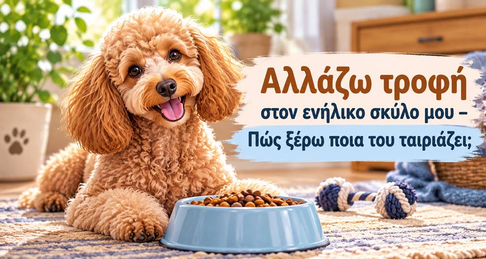 Αλλάζω σκυλοτροφή: Πώς επιλέγω την κατάλληλη για τον σκύλο μου;